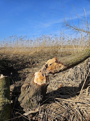De sporen van een bever aan een boomstam