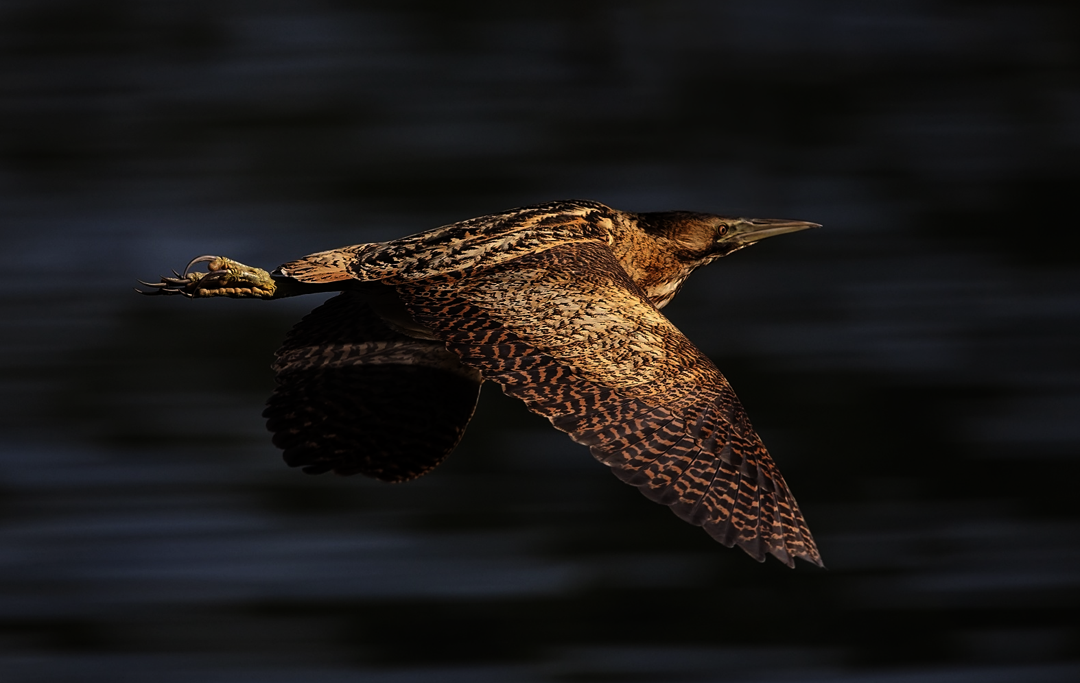 Een vogel in de lucht