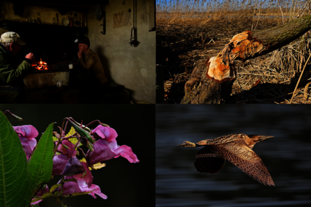 Een collagefoto met de onderwerpen van de natuurverhalen