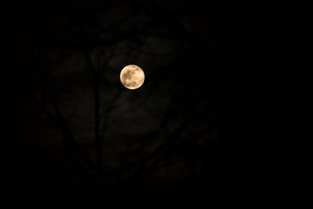 De volle maan schijnt in het donker door de bomen