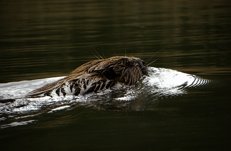 Een bever zwemt in het water