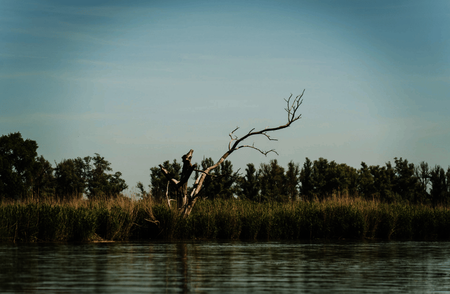 Wetland