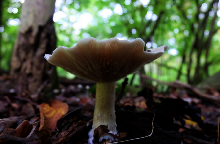 Een paddenstoel tussen de bomen