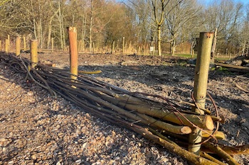 Voorbeeld van een wilgenwand