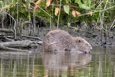 Een bever