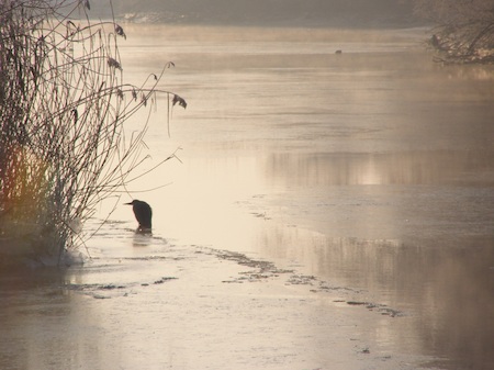 Een wintervogel in water met een laagje ijs