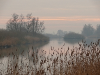 Zicht op winterse natuur in de Biesbosch