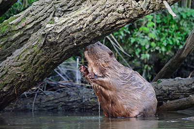 Beaver