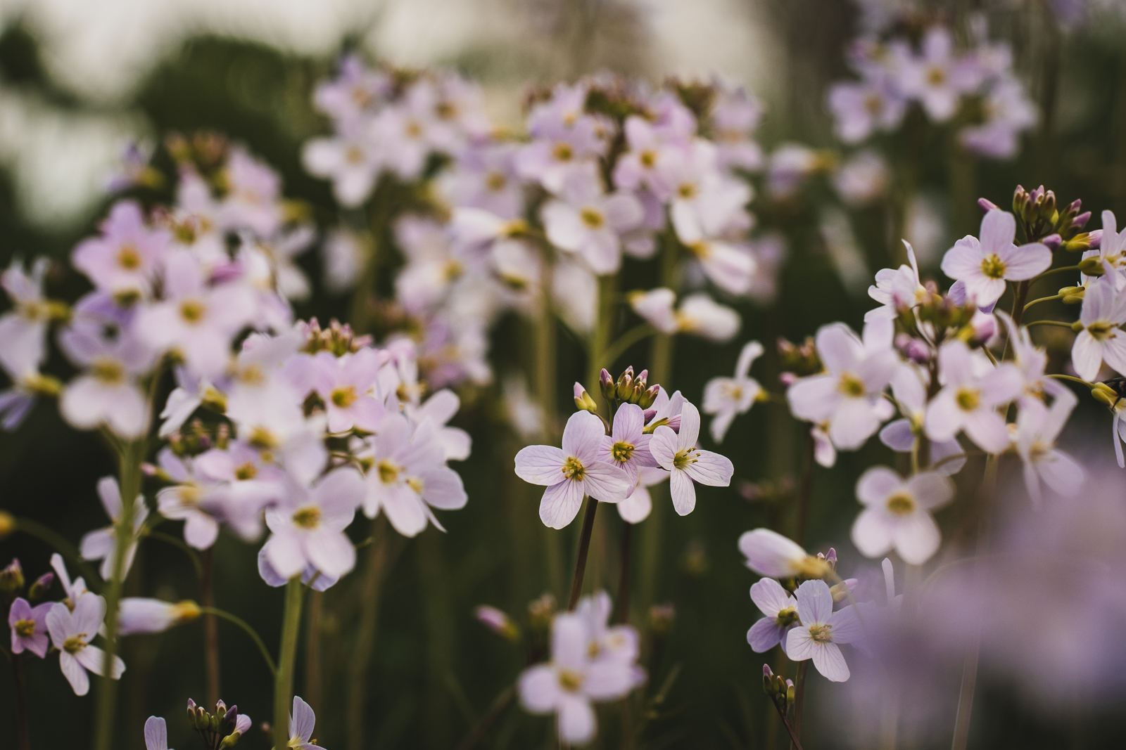 bloemetjes in de natuur