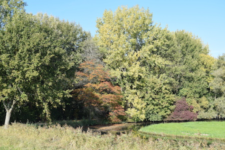 Natuur in de Biesbosch