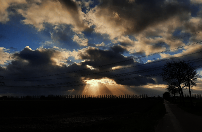 Polder de Biesbosch