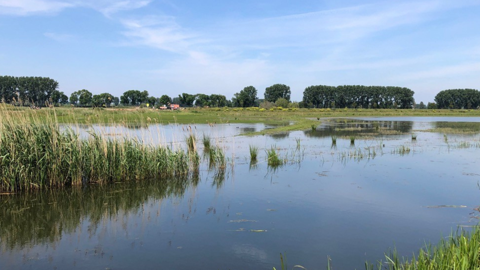 Polder de Biesbosch