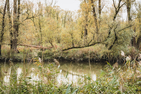 Wildernis aan het water