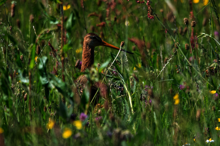 Een foto van een fuut