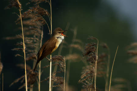 Een vogel in de natuur