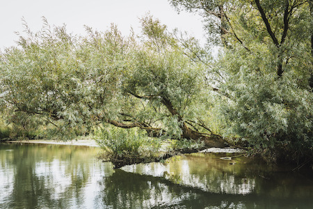 Verstilde natuur in de Biesbosch