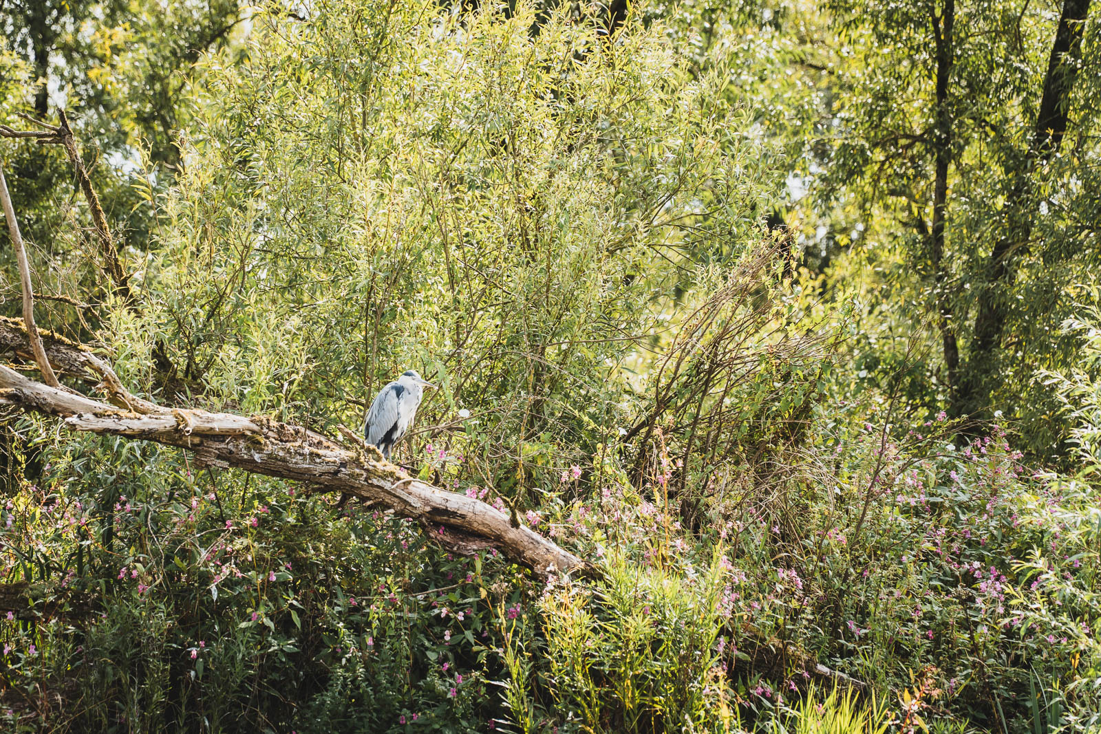 Een vogel in het groen