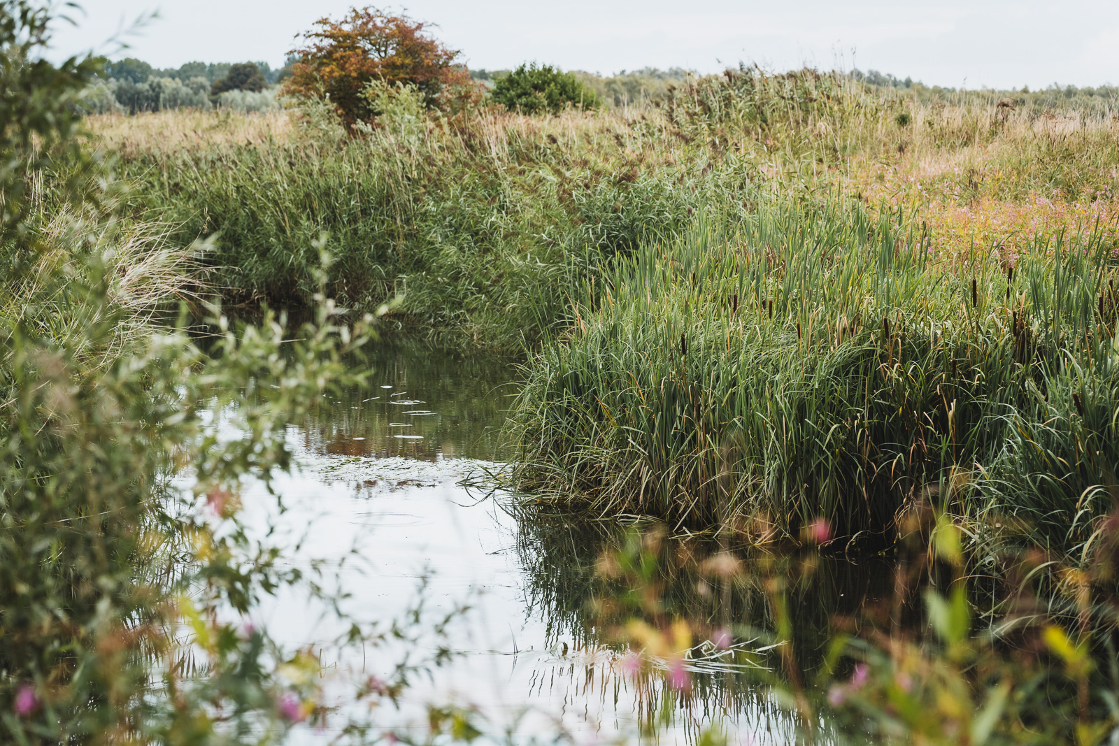 Voorbeeld van een wetland