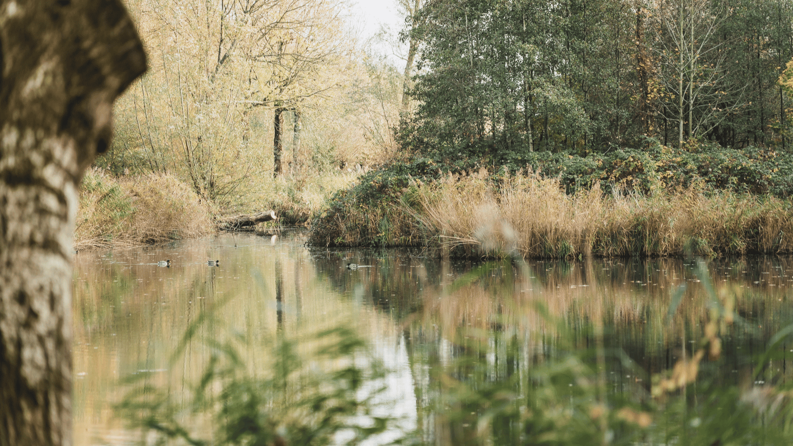Water in de herfstige Biesbosch