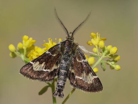 Een nachtvlinder op een bloem