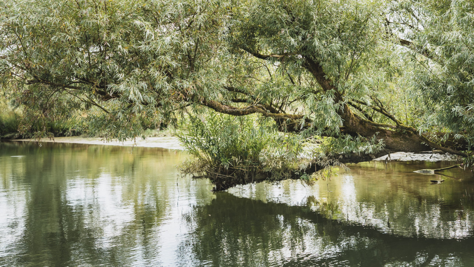 Grote bomen hangen over het water