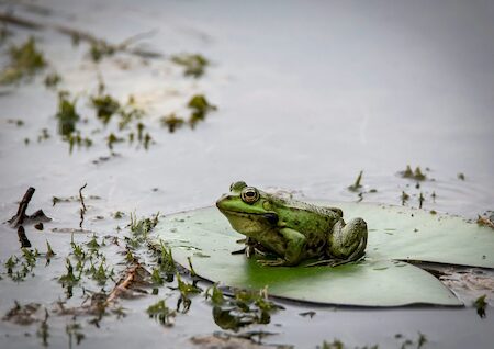 Een kikker op een blad in het water