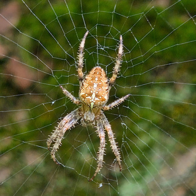 Spin op een spinnenweb