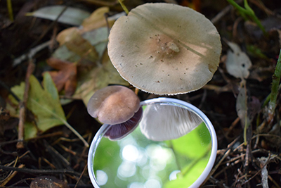 Paddenstoelen herkennen