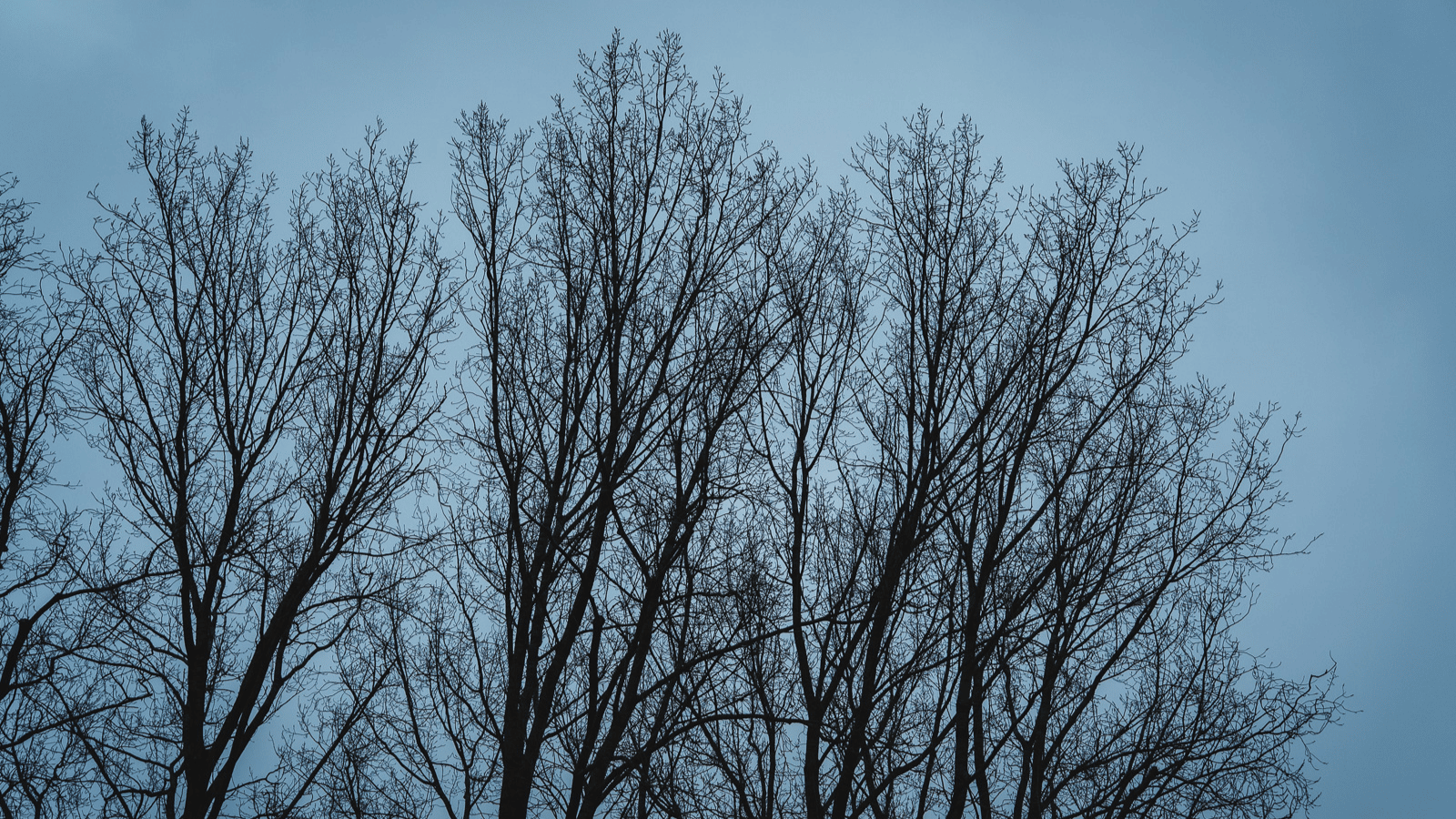 Bomen en lucht in de schemering