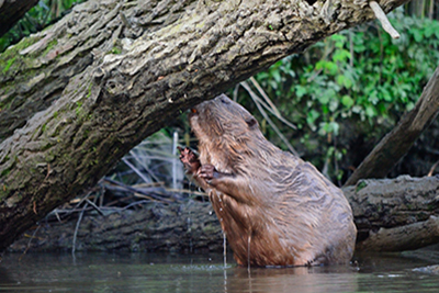 Foto van een bever