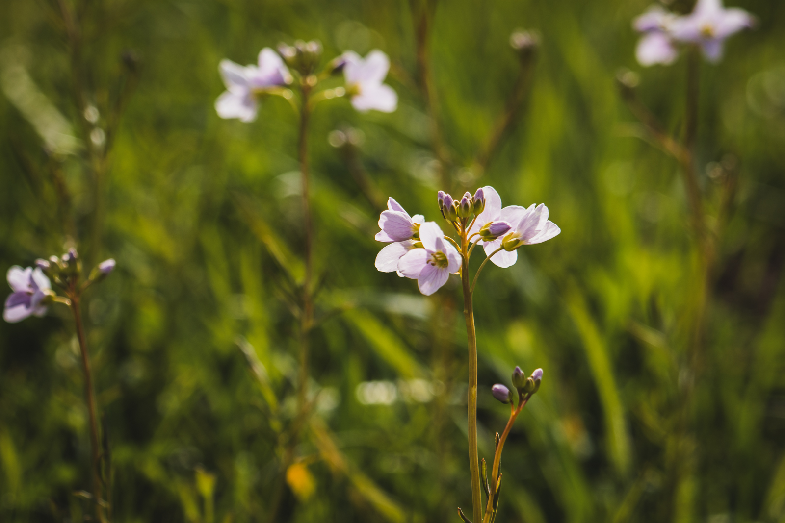 Bloemetjes in het gras