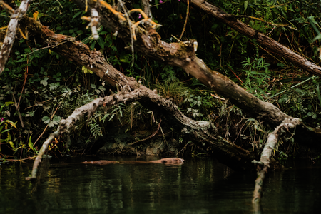 Een bever aan de waterkant