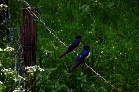 Vogeltjes op een hek